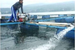 Salah seorang petani ikan Japung di Waduk Darma.